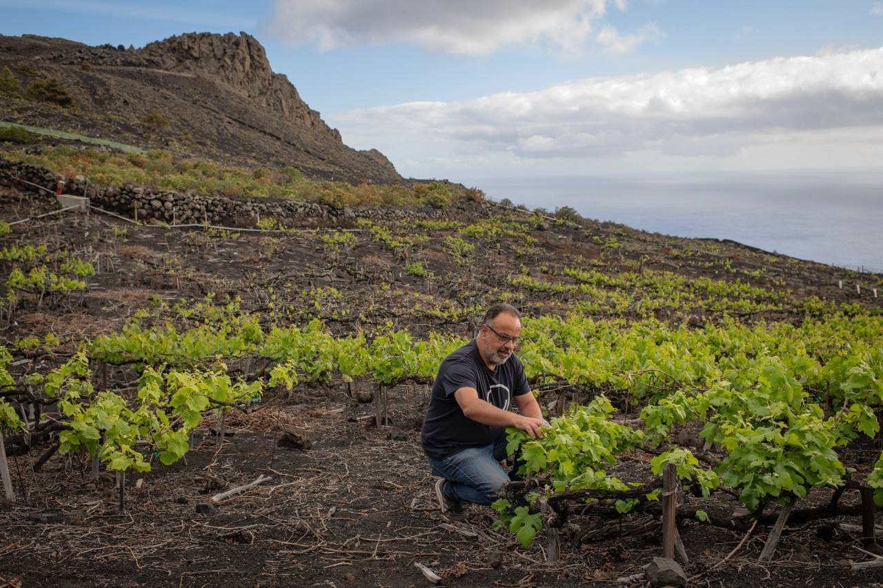 El verdor de las viñas destaca sobre el suelo de ceniza volcánica.