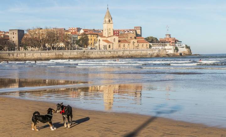 Amor perruno ante las vistazas de la Playa de San Lorenzo (Gijón).