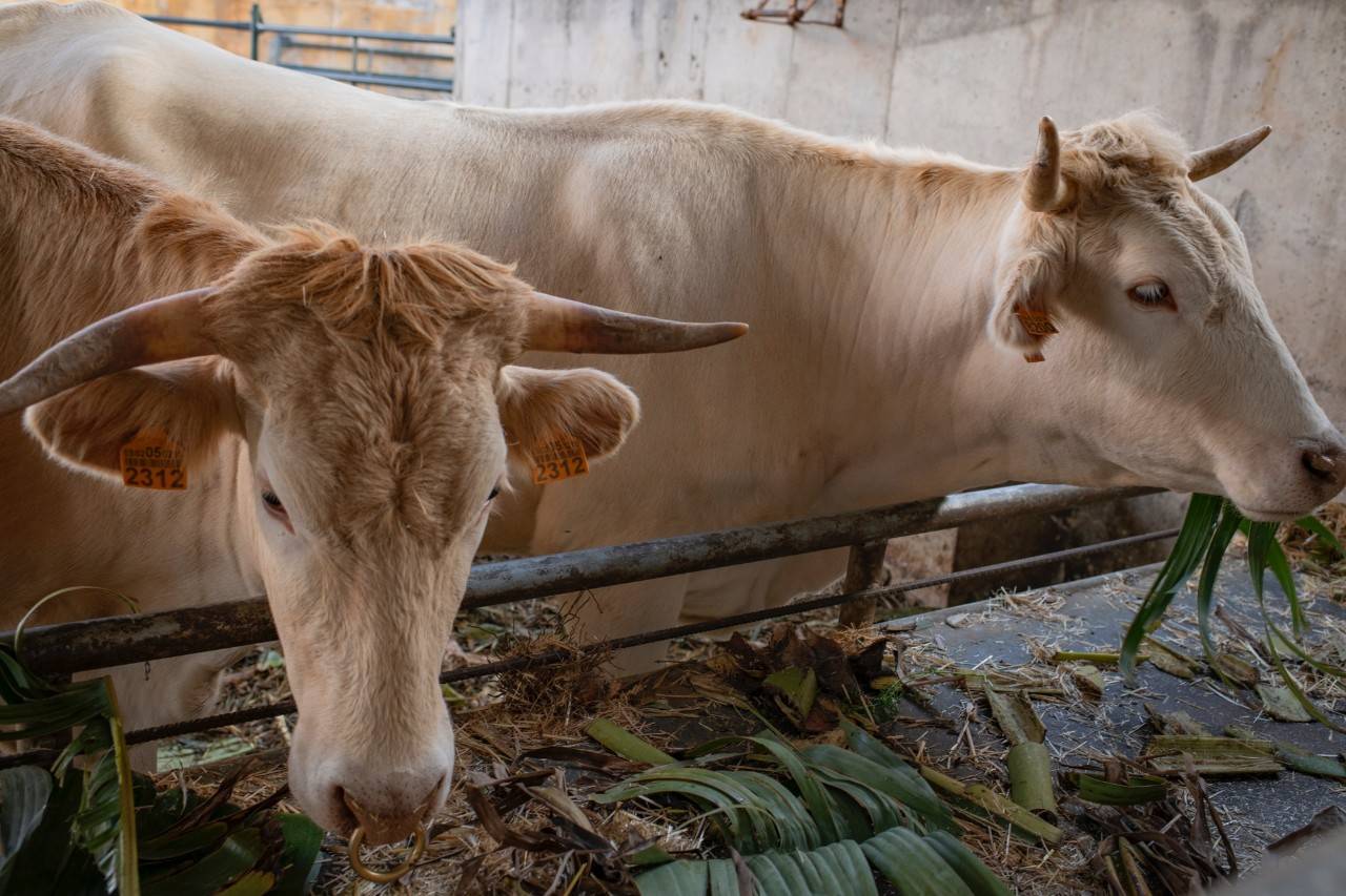 Las vacas palmeras que viven entre plataneras y café ecológico