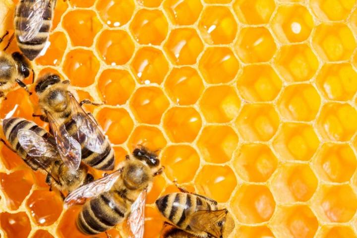Varias abejas rellenan el panal de miel antes de sellarlo con cera. Foto: Shutterstock