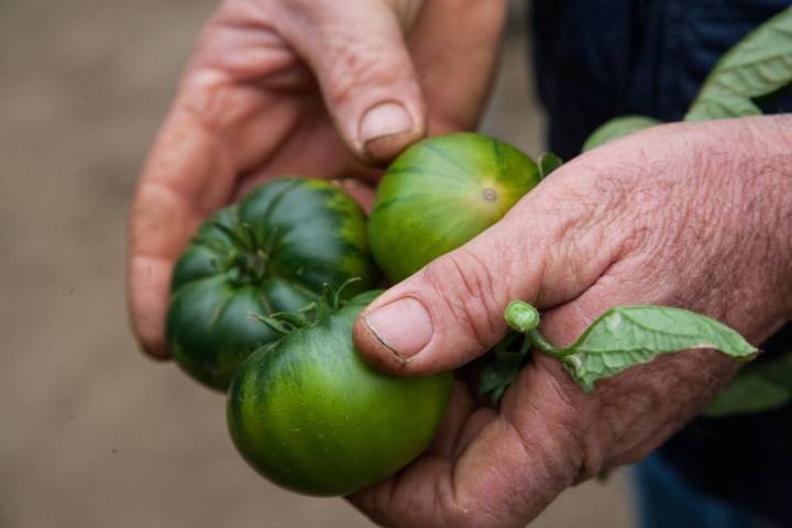 El tomate raf tiene cuello verde en la parte superior y estrella no atigrada en su parte inferior.