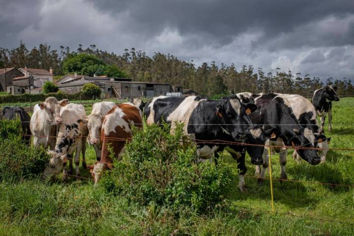 Vacas camino Finisterre