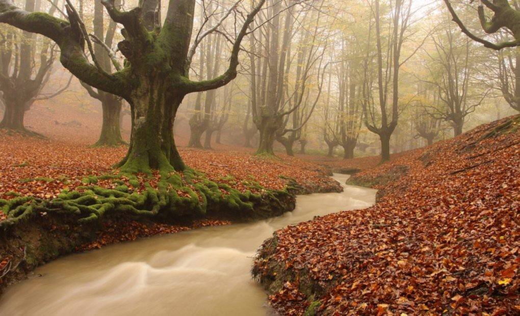 Once bosques en otoño en los que perderse