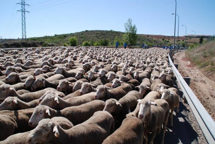 Un rebaño de ovejas regresan desde Trujillo, en Extremadura, hasta la Oncala, en Soria. Foto: Soria Vacaciones.