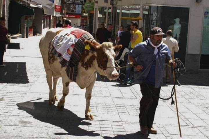 Paseíllo de la vaca por Puertollano durante las vísperas de la festividad del Santo Voto, Ciudad Real.