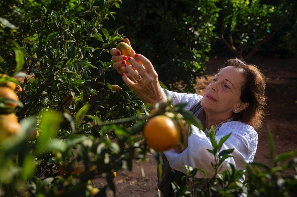 Teresa Arbona, propietaria de Huerta Ribera, recogiendo unas mandarinas