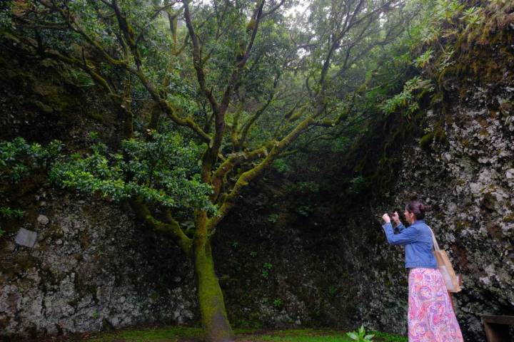 El Garoé, el árbol más venerado por generaciones de isleños