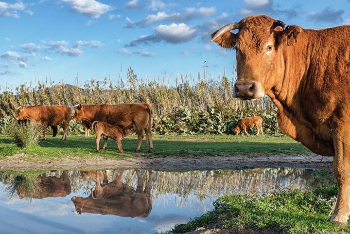 En los campos de Tarifa es fácil divisar vacas.