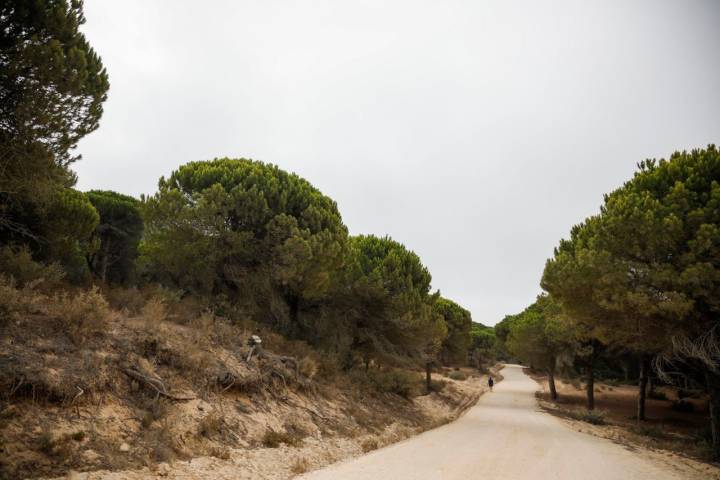 El Parque de la Breña es el mayor pinar de todo Cádiz.