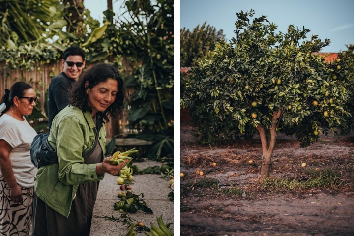 O Jardim do Sardão é famoso pela qualidade e variedade dos citrinos que produz