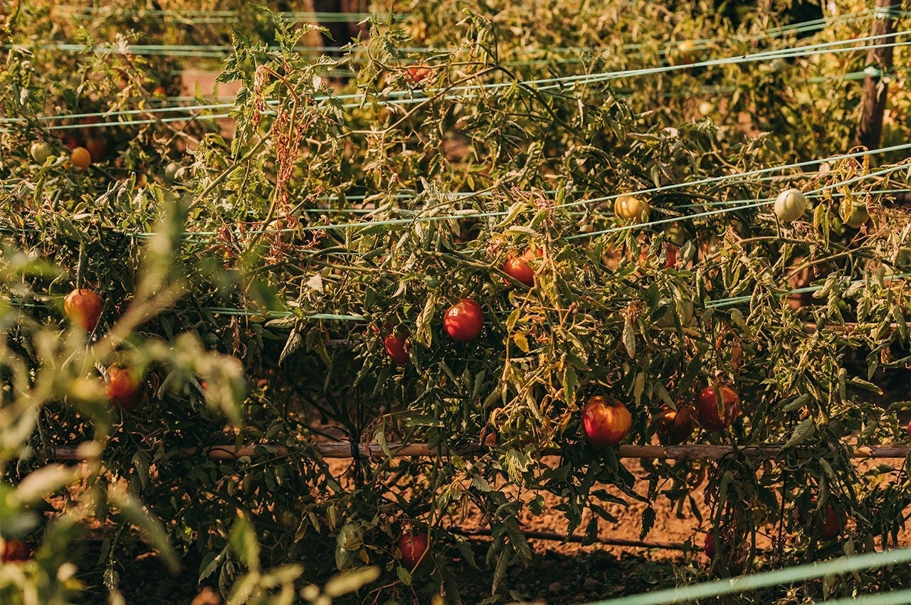 Este tomate “é do coração”