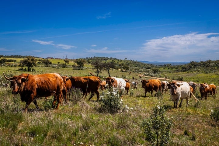 O Terramay, onde se integra o Pão & Pizza, é um projeto de agricultura regenerativa onde animais e plantas são essenciais para manter o solo vivo (Foto: Marisa Cardoso)