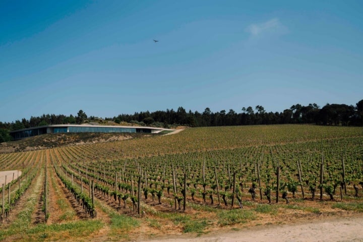 O restaurante está completamente integrado na paisagem, entre a vinha, o olival e um pinhal (Foto: David Pires)