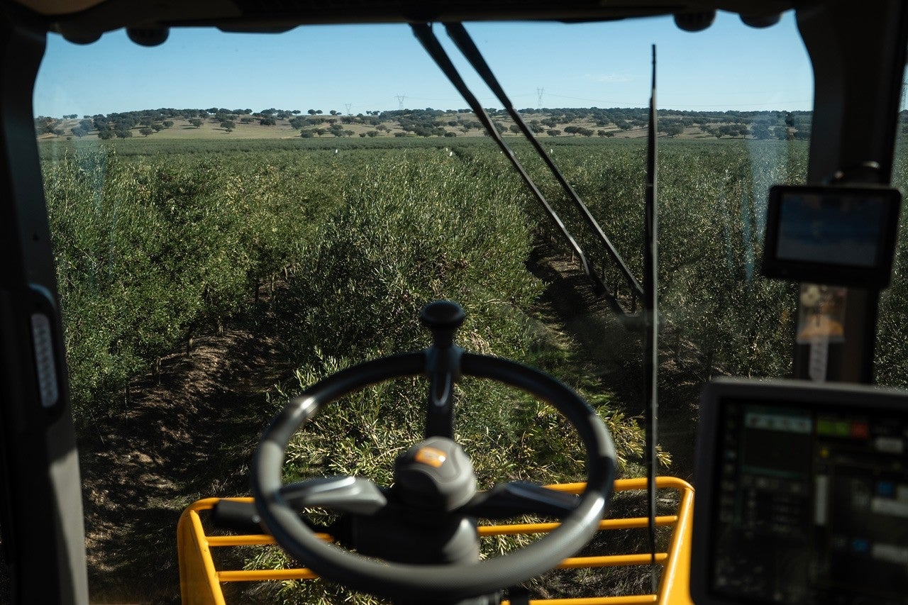 Provas de azeite alentejano