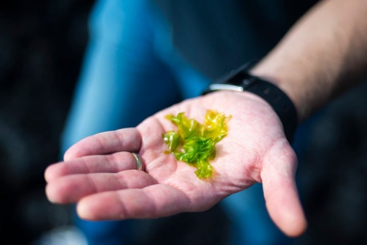 A alface do mar é apenas uma das algas comestíveis da costa Sul do Faial