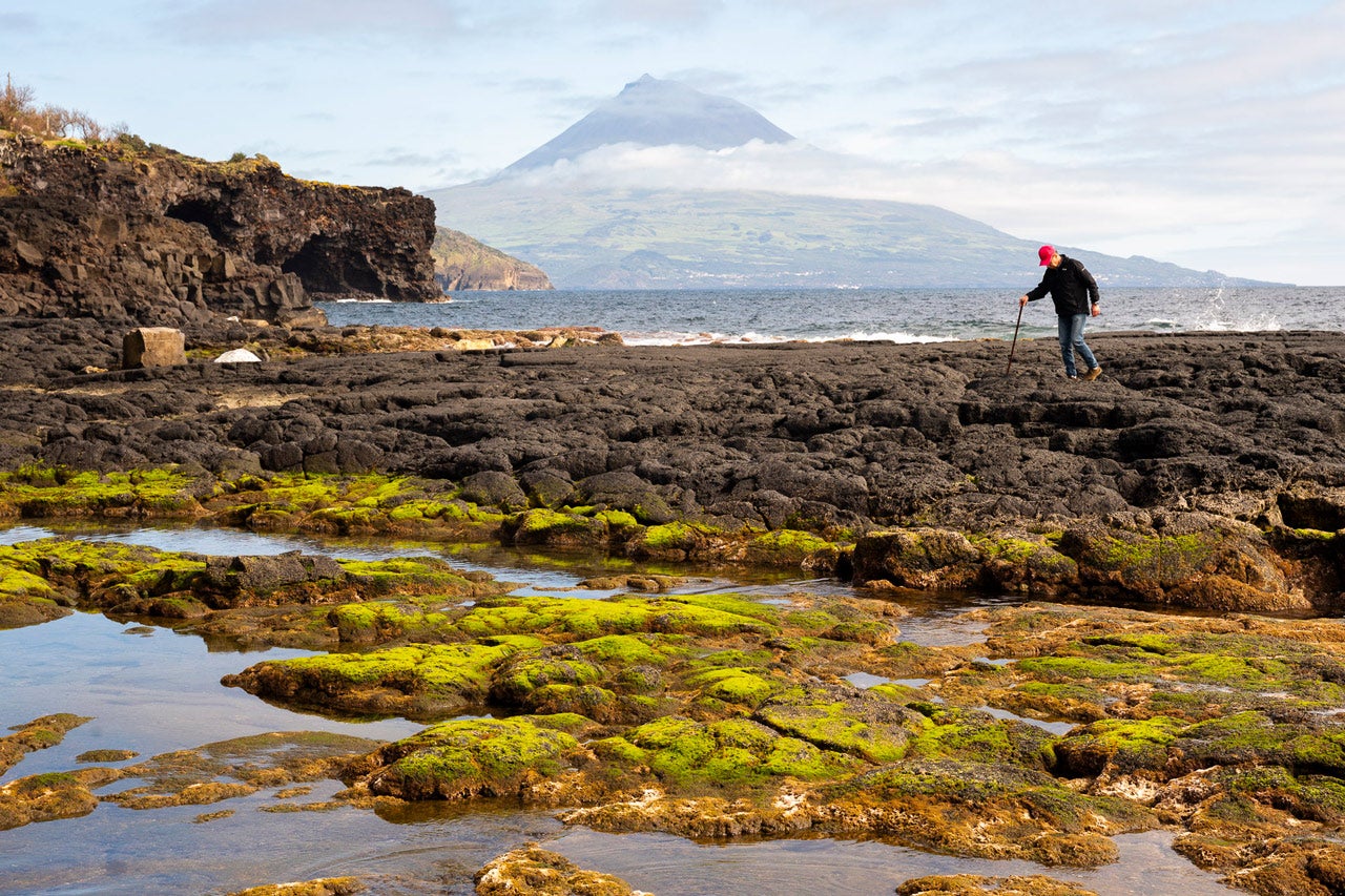 Na Feteira, na ilha do Faial, pode apanhar-se uma imensidão de algas comestíveis