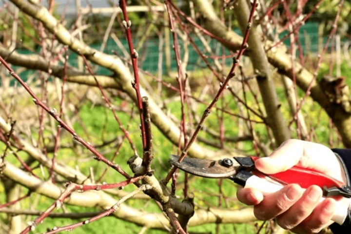 Torres Vedras há cursos avançados ou básicos sobre poda de plantas