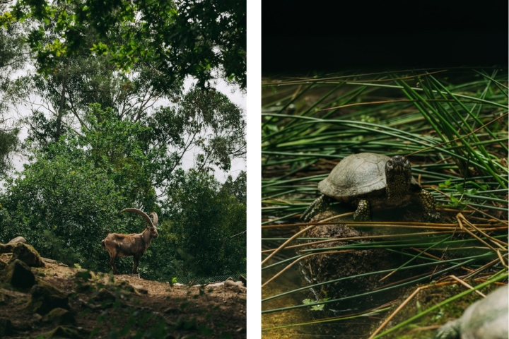 O Parque Biológico de Gaia recria diferentes habitats naturais do planeta