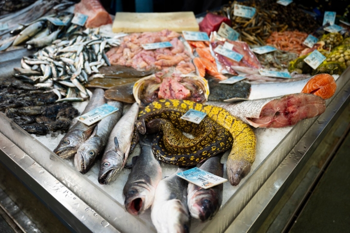 Aqui revela-se a grande diversidade de peixes do mar algarvio