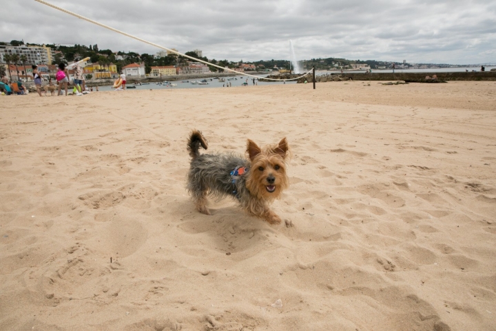 Com vista para o icónico geiser, os animais de estimação podem brincar na areia à vontade (Foto: CM Oeiras) 