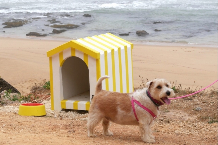 Antes da descida para a praia, há casotas e bebedouros para os animais (foto: CMTorres Vedras)