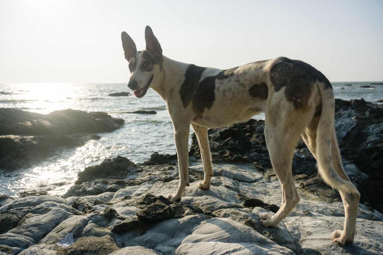 Sete praias pet-friendly para ir a banhos – e dar banho ao seu cão 