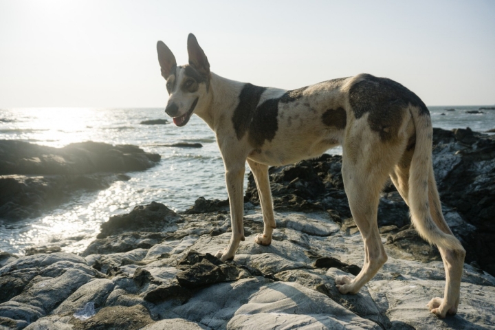 Sete praias pet-friendly para ir a banhos – e dar banho ao seu cão 