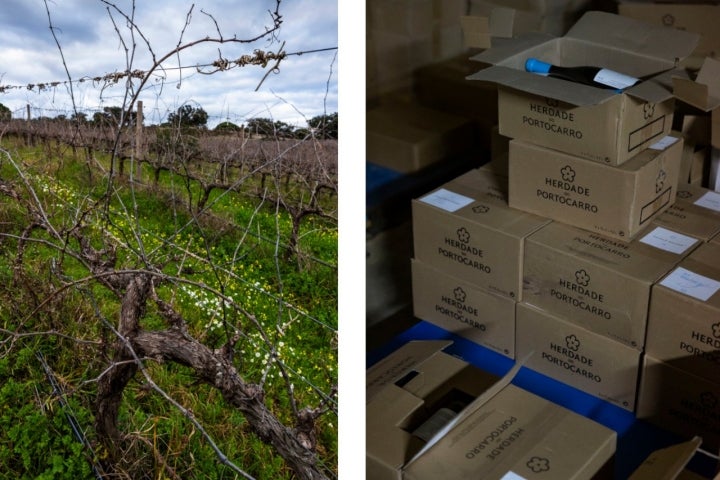 As vinhas estão na parte mais alta do terreno para que não alaguem e dão vinhos com todas as características da região de Setúbal 