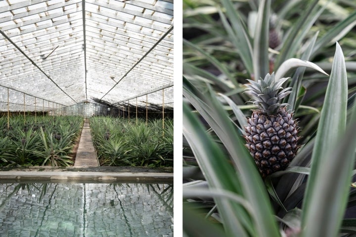 Este foi o primeiro hotel a ter uma piscina dentro da estufa de ananases 