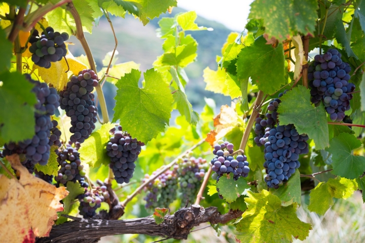 Desde 1616 que se produz vinho na Quinta da Vacaria 