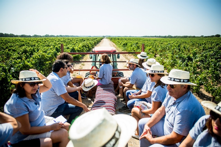 A Rota dos Vinhos do Tejo, ao longo da EN118, soma quilómetros de vinhedos à beira do rio que lhe dá nome. Foto: Gonçalo Villaverde