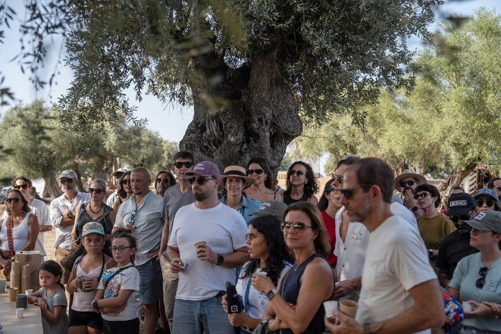 A prova de azeite, à sombra de oliveiras milenares 