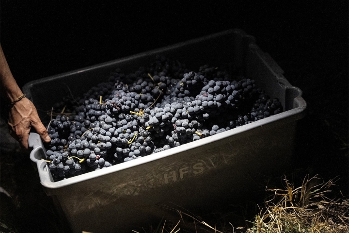 As uvas seguem para a adega onde são pesadas. No tapete de escolha, retiram-se folhas, as “netas” (segunda leva de pequenos cachos) e as passas (uva queimada pelo calor). Estas últimas fermentam à parte e, se tiverem qualidade, podem ser usadas num blend de vinhos