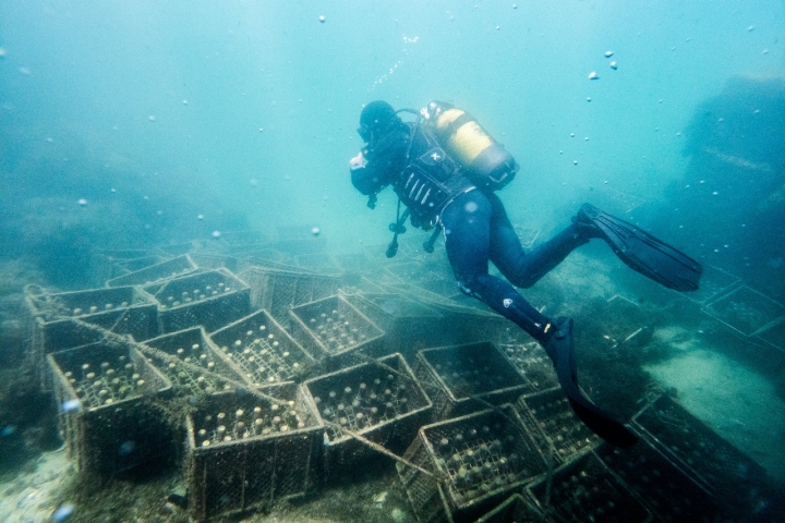 Neste momento há 17 mil garrafas na Adega do Mar