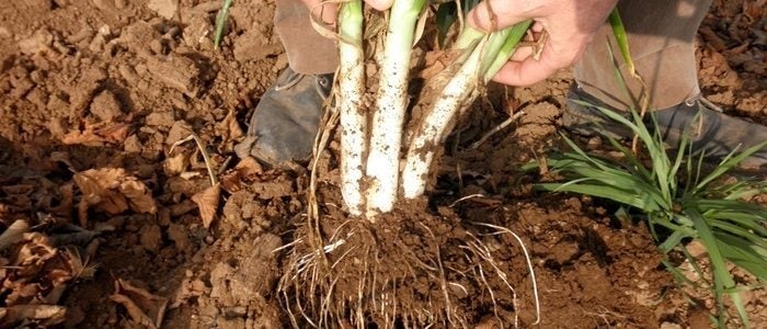 Cultivo de calçots.