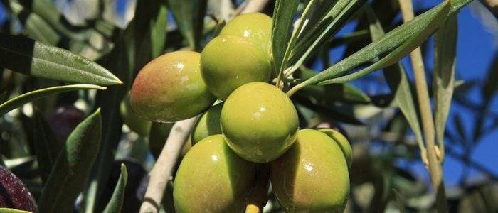 El aceite de oliva virgen extra no puede tener una acided superior a 0'8º.