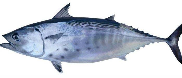 El atún es uno de los pescados más consumidos.