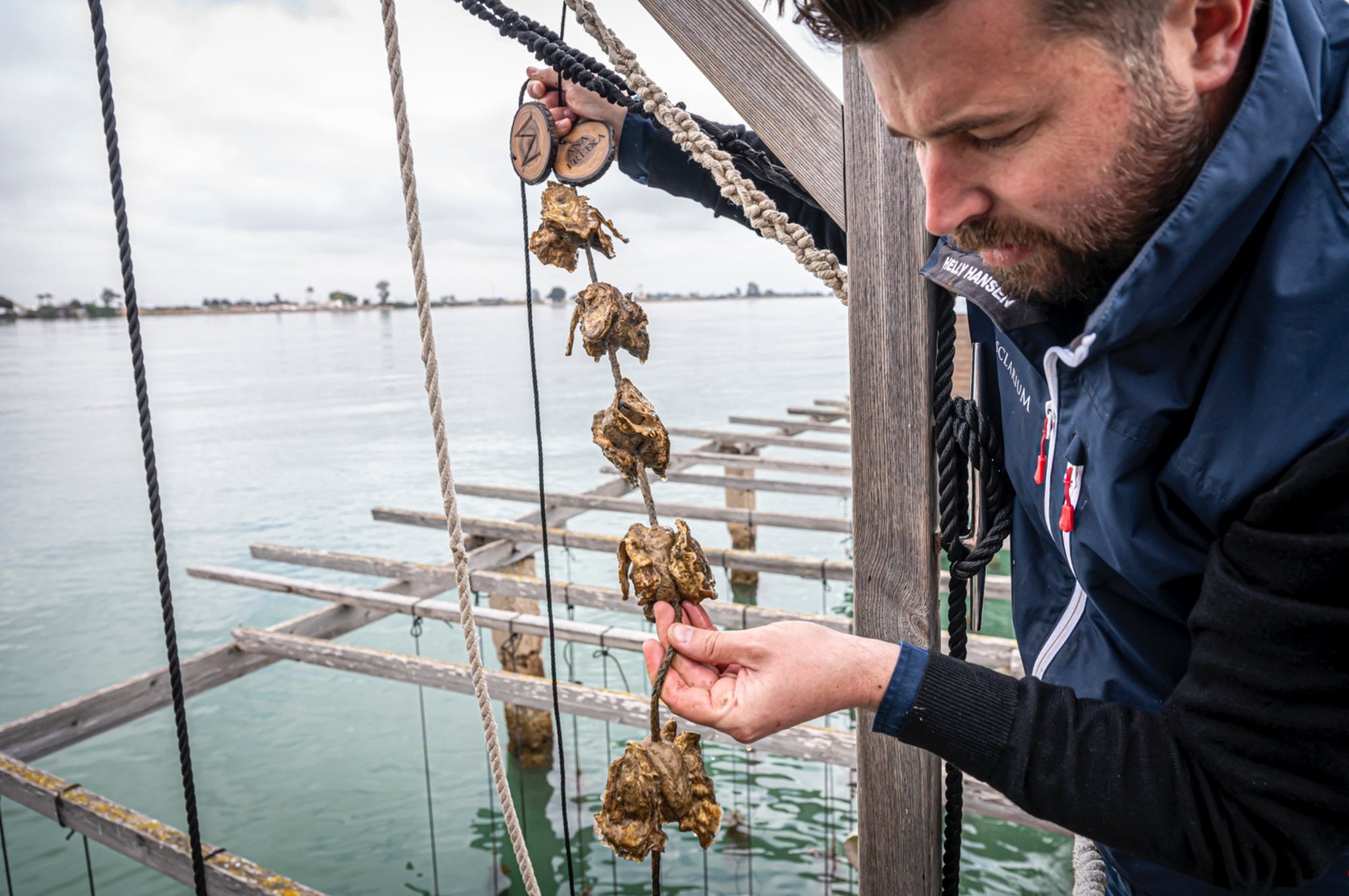 Albert Grasa, propietario de Musclarium, muestra una ostras que se están criando
