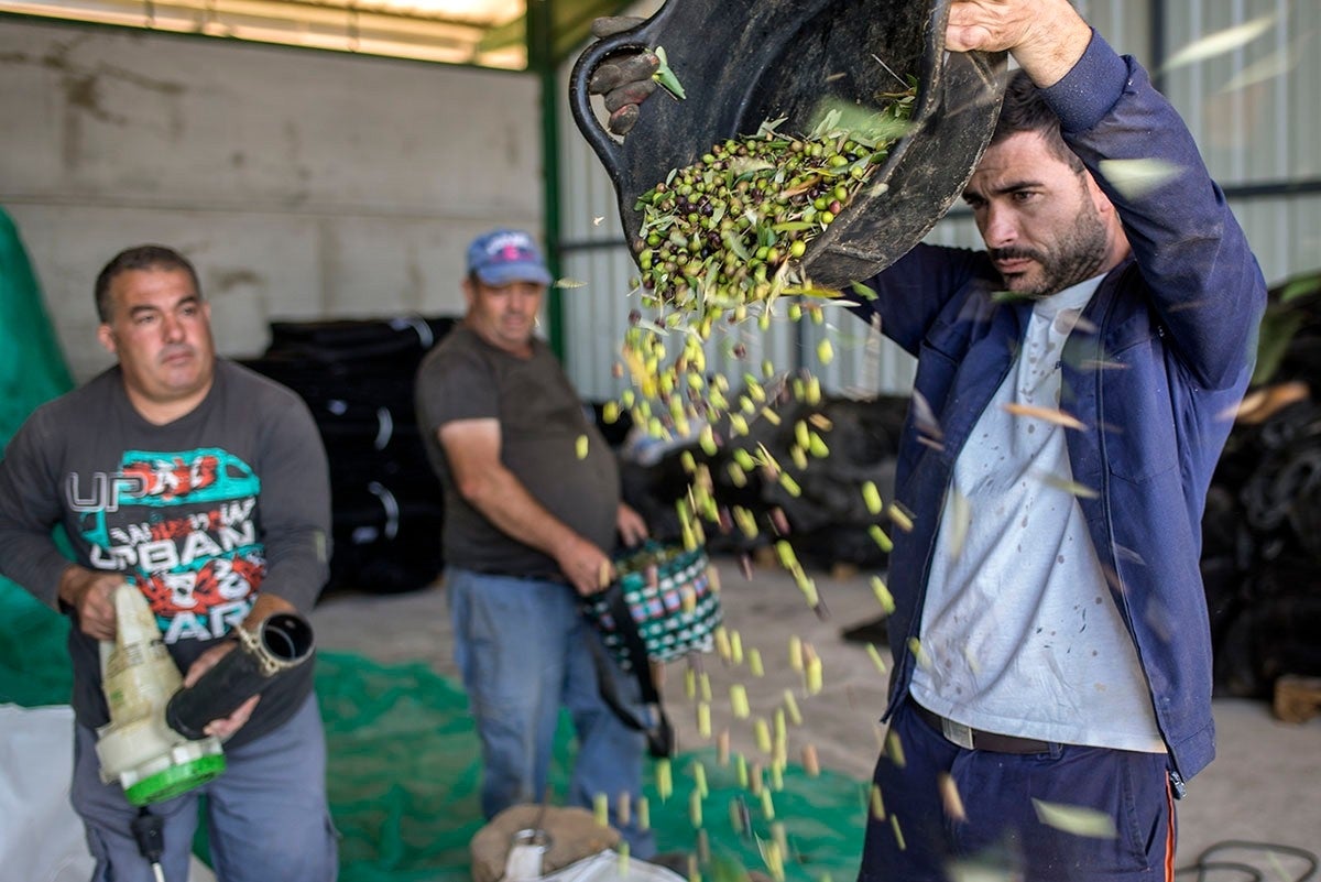 Recogida de la acebuchina en el Cortijo Virgen de los Milagros (termino municipal Mancha Real) en el denominación de origen Sierra de Mágina. 
ACEITES MONVA