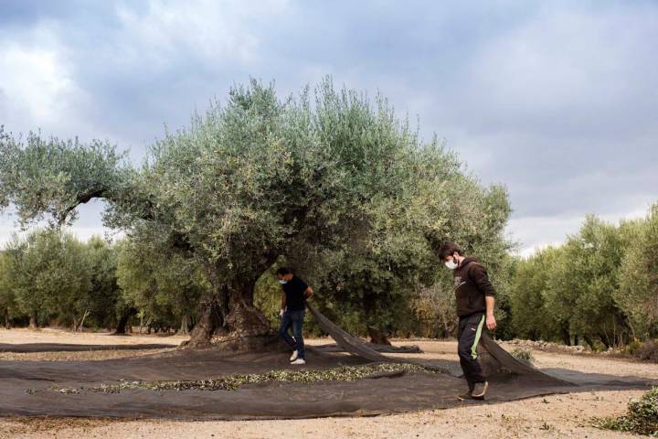 En sus 18 hectáreas, la Finca Varona la Vella mezcla olivos milenarios con bosque mediterráneo autóctono.