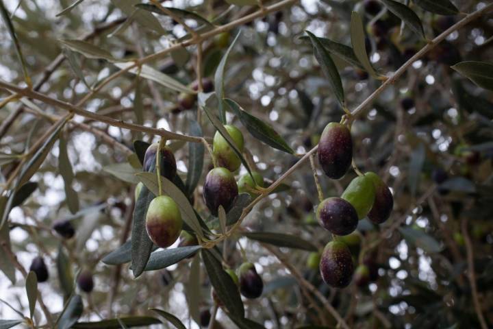 Sus aceitunas maduran de abajo hacia arriba, lo que origina un característico bicolor verde-negro a cada uno de sus frutos.