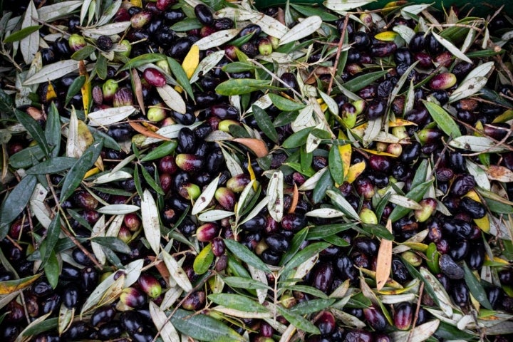 Aceitunas