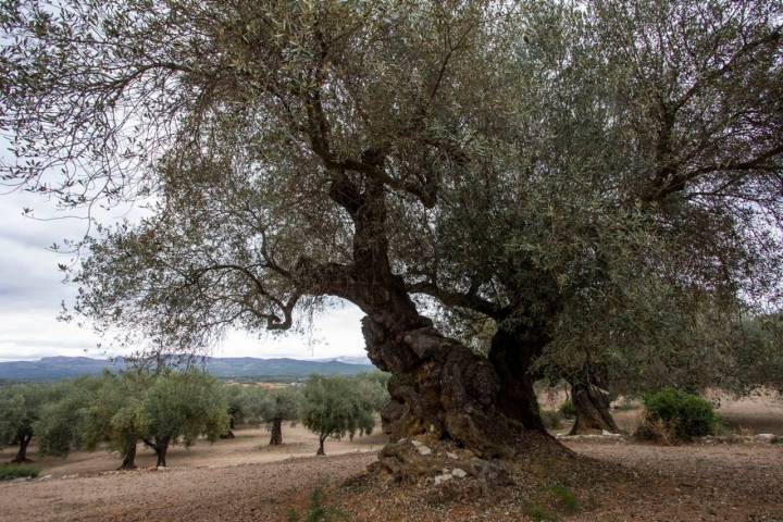 Hasta hoy han llegado 80 olivos ‘Farga’, 57 de los cuales están catalogados como milenarios.