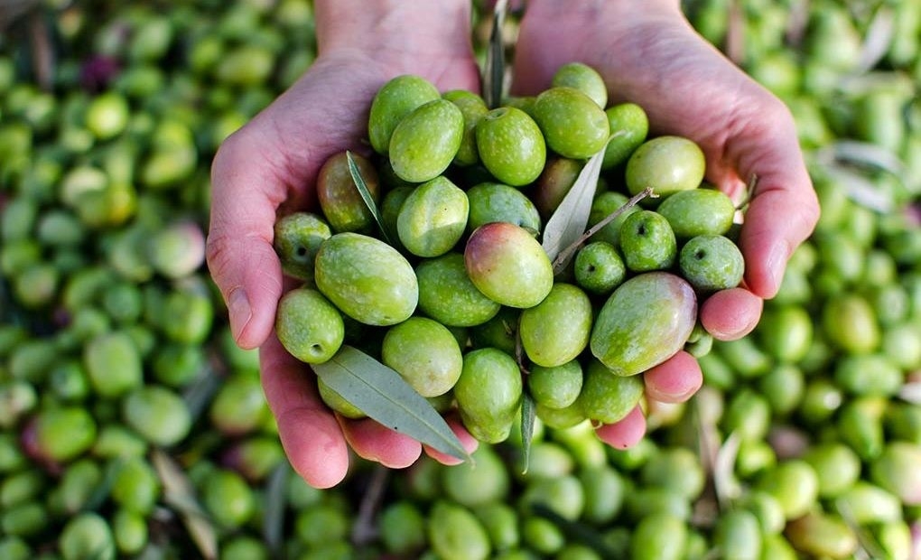 Tres almazaras para no dejar de mojar pan