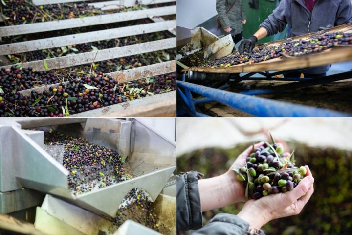 Aceites DO La Rioja: proceso de molturación en la almazara 'El Alberque'