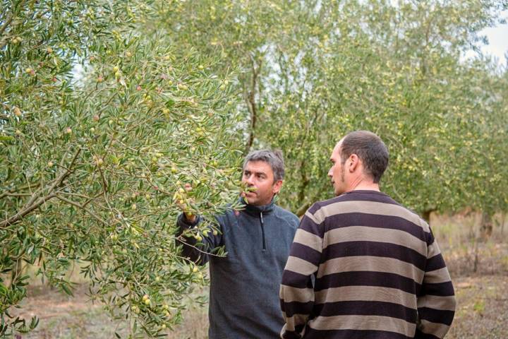 Aceites DO La Rioja: Miguel y Javier en el olivar de Ollauri
