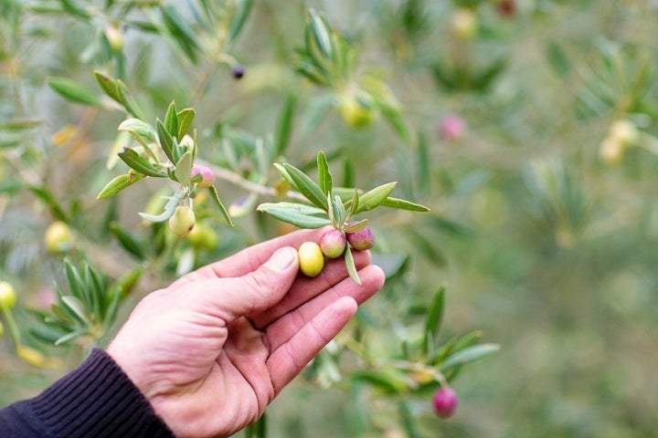 Aceites DO La Rioja: aceitunas en envero