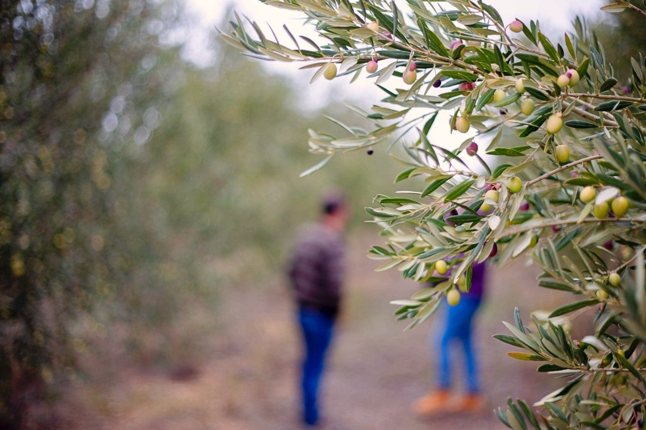 Royuela y redondilla, al cobijo de los viñedos de tempranillo