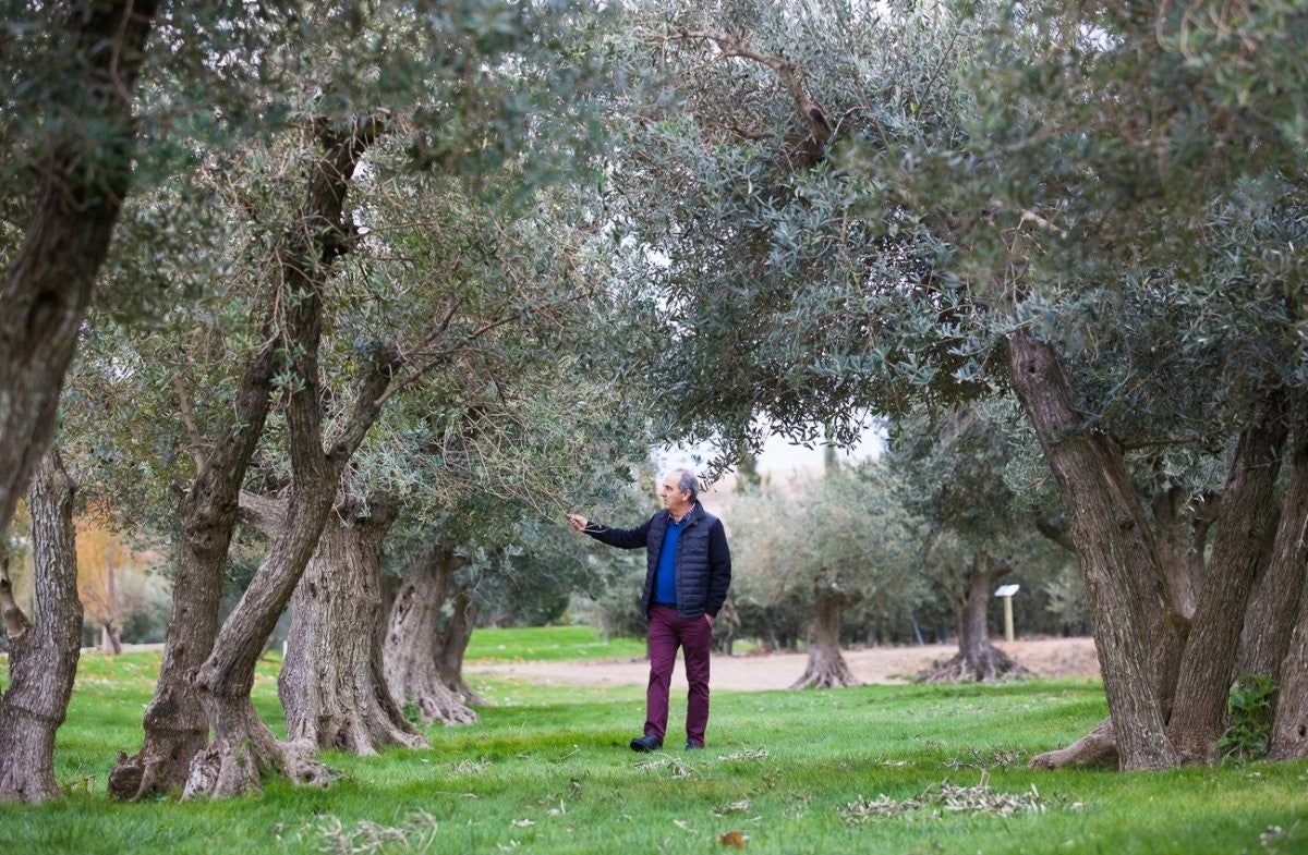 ¿Pero en Navarra se produce aceite?