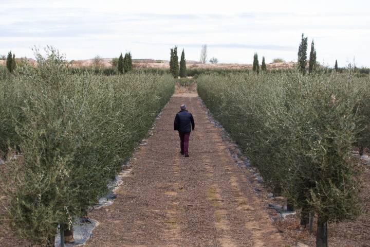 La finca de Fontellas cuenta con 170 hectáreas de olivar.